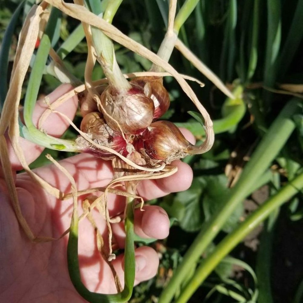 Egyptian Walking Onions - Dormant Seed Bulbils